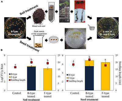 Influence of phenotypic variation of Paenibacillus polymyxa E681 on growth promotion in cucumbers